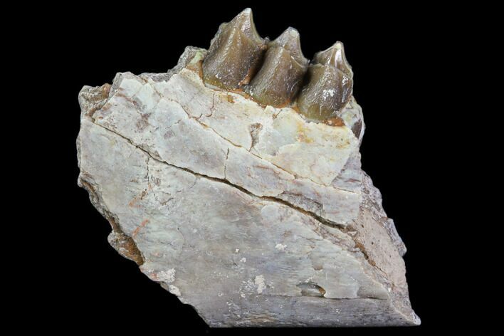 Oreodont Jaw Section With Teeth - South Dakota #81940